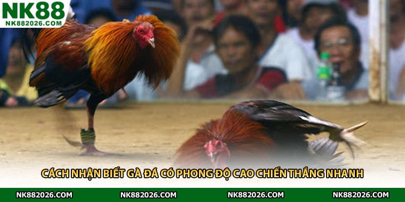 Cách Nhận Biết Gà Đá Có Phong Độ Cao Chiến Thắng Nhanh
