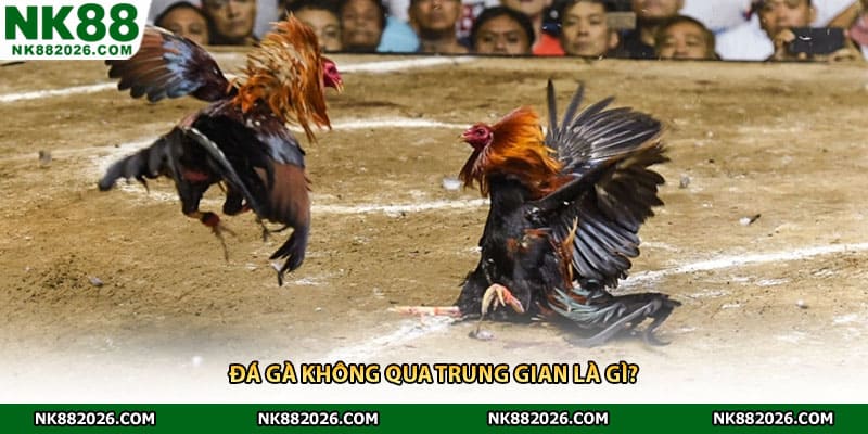 Đá gà không qua trung gian là gì?