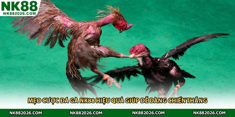 Mẹo Cược Đá Gà NK88 Hiệu Quả Giúp Dễ Dàng Chiến Thắng